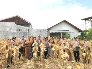 Panen Jagung di Pesantren Nurul Anwar: Wujud Kolaborasi Pemerintah, Aparat, dan Santri